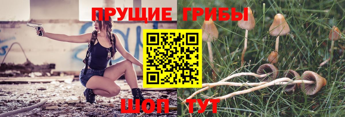 Псилоцибиновые грибы Psilocybine cubensis Губкин
